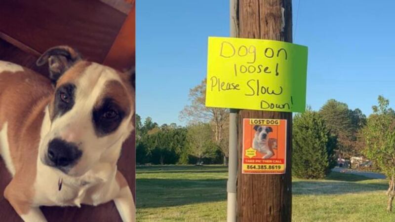 Anakin, a missing Staffordshire terrier and husky mix missing in the Fountain Inn area. Call...
