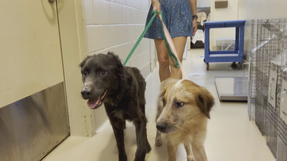 Two dogs were rescued by Pawmetto Lifeline and animal services from a home in Lexington.