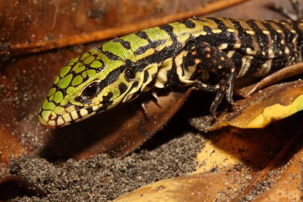 The non-native species threatens South Carolina wildlife, DNR said.