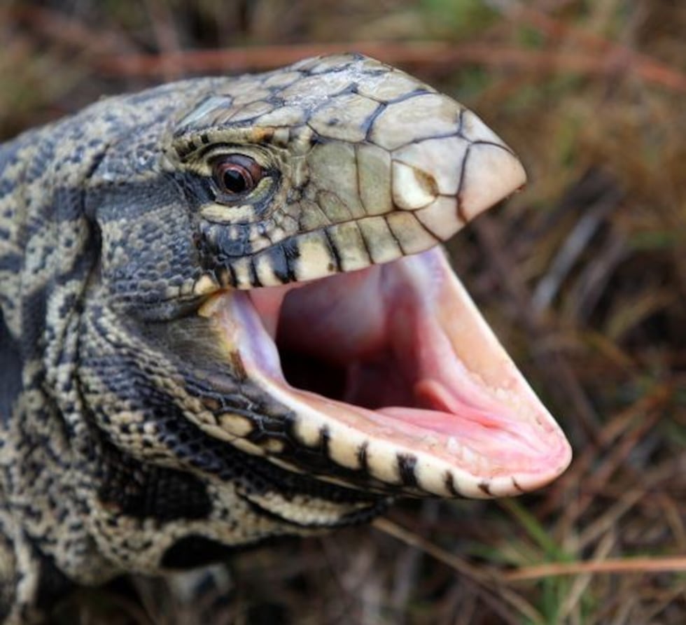 The non-native species threatens South Carolina wildlife, DNR said.