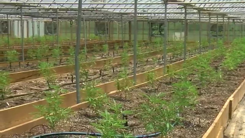 SC Hemp Boom