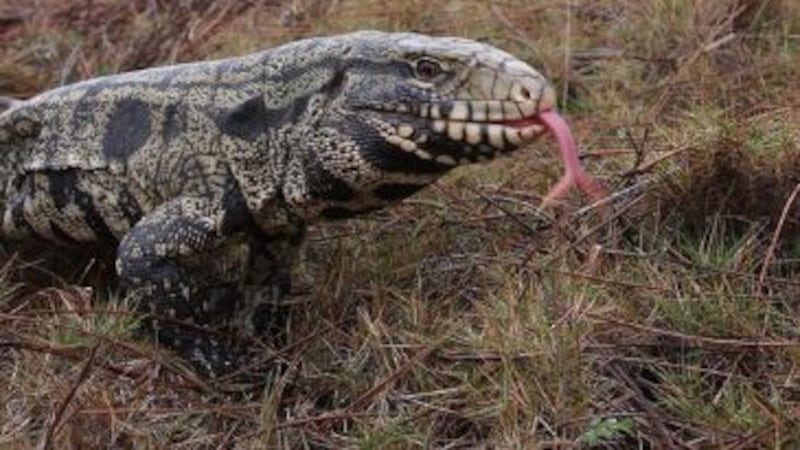 The non-native species threatens South Carolina wildlife, DNR said.