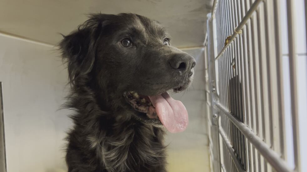 An advocate with Pawmetto Lifeline worked to rescue two dogs abandoned in a home in Lexington.