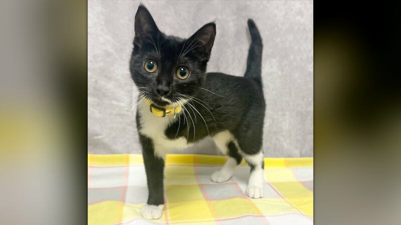 Noodle, a 3-month-old kitten, has lost her leg and vision.
